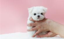 Puppies for sale maltese - France, Bourges