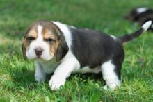 Puppies for sale beagle - Sweden, Malmo