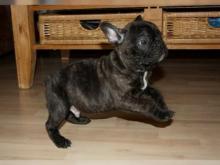 Puppies for sale french bulldog - Belgium, Charleroi