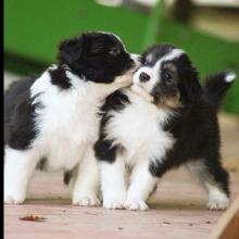Puppies for sale border collie - Czech Republic, Ostrava