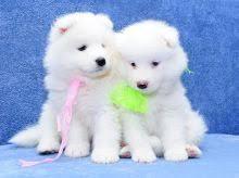 Puppies for sale samoyed dog (samoyed) - Czech Republic, Ostrava