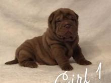 Puppies for sale shar pei - Germany, . Price 10 €