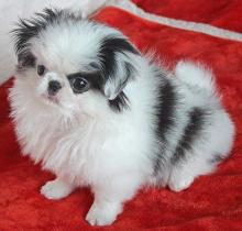 Puppies for sale japanese hin - Ireland, . Price 32 €