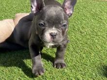 Puppies for sale french bulldog - Latvia, Riga. Price 32 €