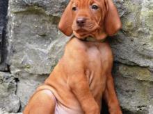 Puppies for sale hungarian pointer, vizsla - Finland, Lahti. Price 21 €