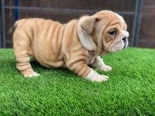 Puppies for sale english bulldog - Austria, Vienna. Price 10 €