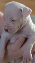 Puppies for sale american bulldog - Germany, Nuremberg