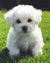 Puppies for sale bichon - Germany, Nuremberg