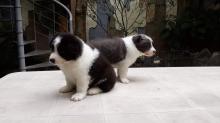 Puppies for sale border collie - Germany, Nuremberg