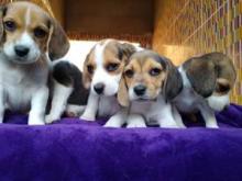 Puppies for sale beagle - Germany, Nuremberg