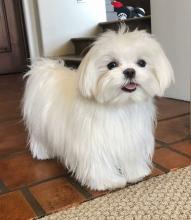 Puppies for sale maltese - Finland, Lahti