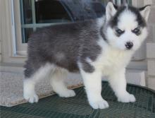 Puppies for sale haski, siberian husky - Ukraine, Kharkiv
