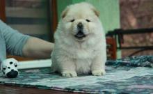 Puppies for sale chow chow - Greece, Patra. Price 250 €