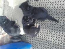 Puppies for sale german shepherd dog - Austria, Vienna
