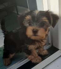 Puppies for sale yorkshire terrier - Tajikistan, Khujand