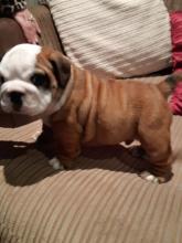 Puppies for sale english bulldog - Sweden, Lulea