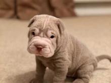 Puppies for sale shar pei - Austria, Vienna