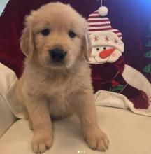 Puppies for sale other breed - Cyprus, Nicosia