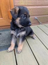 Puppies for sale german shepherd dog - Cyprus, Nicosia
