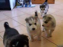 Puppies for sale haski - Greece, Patra