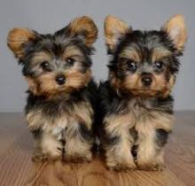 Puppies for sale yorkshire terrier - Ireland, Dublin