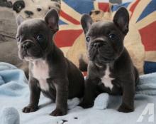 Puppies for sale french bulldog - Austria, Graz