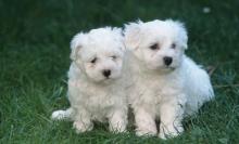 Puppies for sale maltese - Austria, Linz