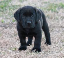 Puppies for sale labrador - Austria, Graz