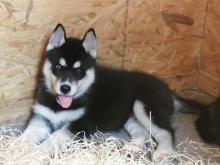 Puppies for sale , husky - Finland, Lapperanta