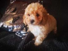 Puppies for sale , cavapoo - Bulgaria, Dobrich