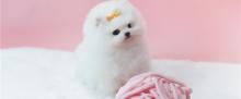 Puppies for sale pomeranian spitz - Hungary, KecskemГ©t