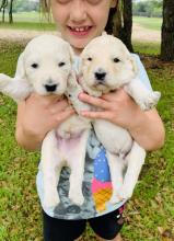 Puppies for sale , goldendoodles - Estonia, Tallinn