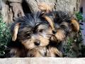 Puppies for sale yorkshire terrier - USA, Florida. Price 400 $