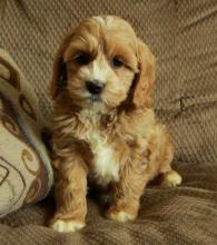 Puppies for sale , cockapoo - Austria, Linz