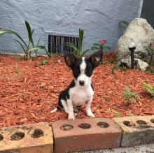 Puppies for sale chihuahua - Finland, Lahti