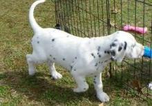 Puppies for sale dalmatian - Greece, Athens