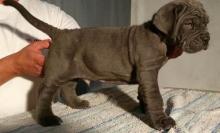 Puppies for sale neapolitan mastiff - Greece, Athens