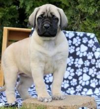 Puppies for sale bullmastiff - Greece, Athens