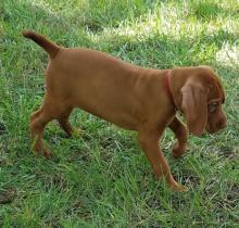 Puppies for sale other breed, vizsla - Greece, Athens