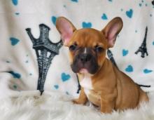 Puppies for sale french bulldog - Slovakia, Karlovy Vary. Price 350 €