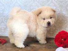 Puppies for sale chow chow - Netherlands, Oldebroek