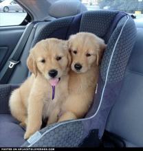 Puppies for sale golden retriever - Greece, Athens