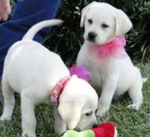 Puppies for sale labrador retriever - Greece, Athens