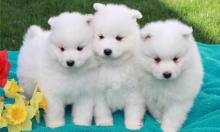 Puppies for sale samoyed dog (samoyed) - Spain, Barcelona