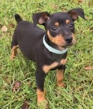 Puppies for sale miniature pinscher - Greece, Heraklion