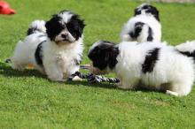 Puppies for sale shih tzu - Greece, Heraklion