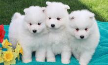 Puppies for sale samoyed dog (samoyed) - Estonia, Tallinn