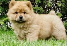 Puppies for sale chow chow - Romania, Golden