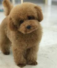 Puppies for sale poodle - Slovenia, Tuzla