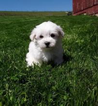Puppies for sale maltese - Azerbaijan, Ganja